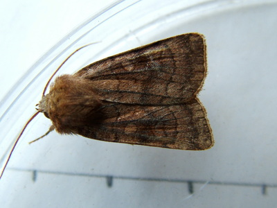 Six-striped Rustic